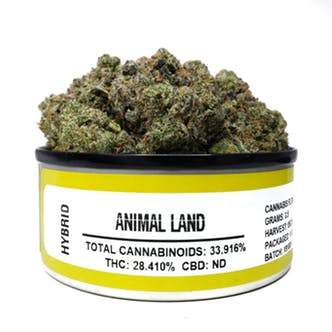 Space Monkey Meds Animal Land